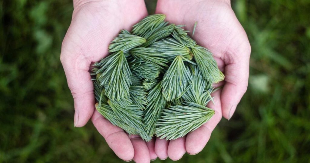 Backdoor Roth IRA Conversions: The $214,000 Income Loophole Wealthy People Use (Step-by-Step for 2025)